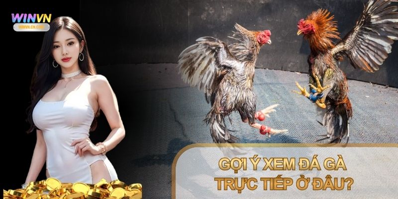 Xem đá gà trực tiếp ở đâu luôn là câu hỏi được quan tâm